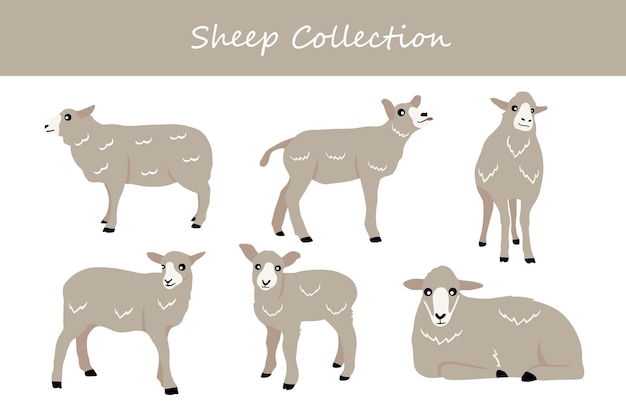 Vector schaapcollectie leuke cartoon schapen vector illustratie geïsoleerd op witte achtergrond