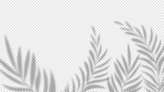 Schaduw palmbladeren. Overlay plant effect op transparante achtergrond. Zomer minimalistische wazig natuur vector banner. Palm schaduw overlapt, dekt tak blad illustratie