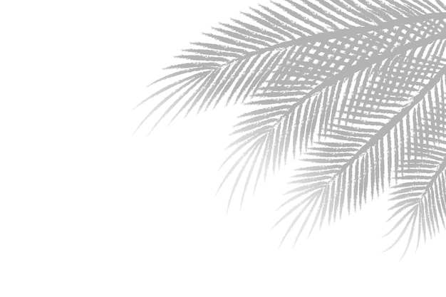 Schaduw van palmbladeren of kokosbladeren rechts Natuurlijke patroon lichtgrijze schaduw en kopieerruimte