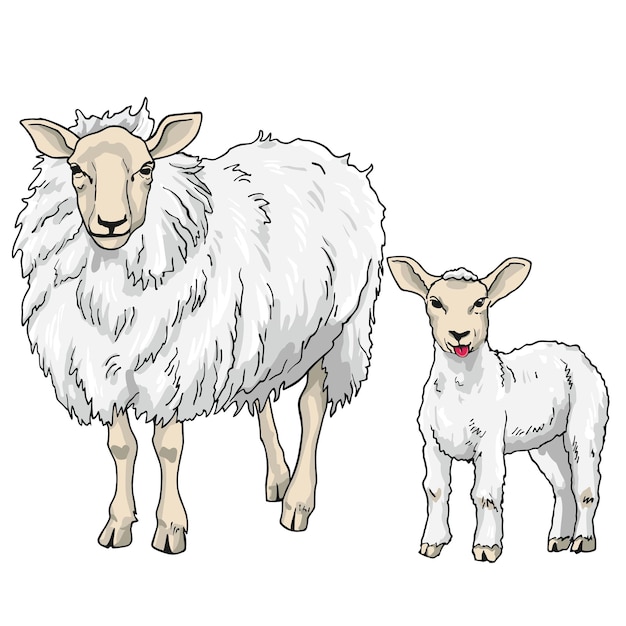 Schapen en lam tekenen vectorillustratie op witte achtergrond