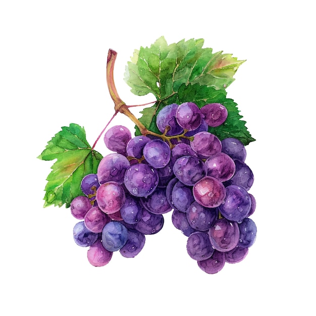 Schattige druivenvruchten vector illustratie in aquarel stijl