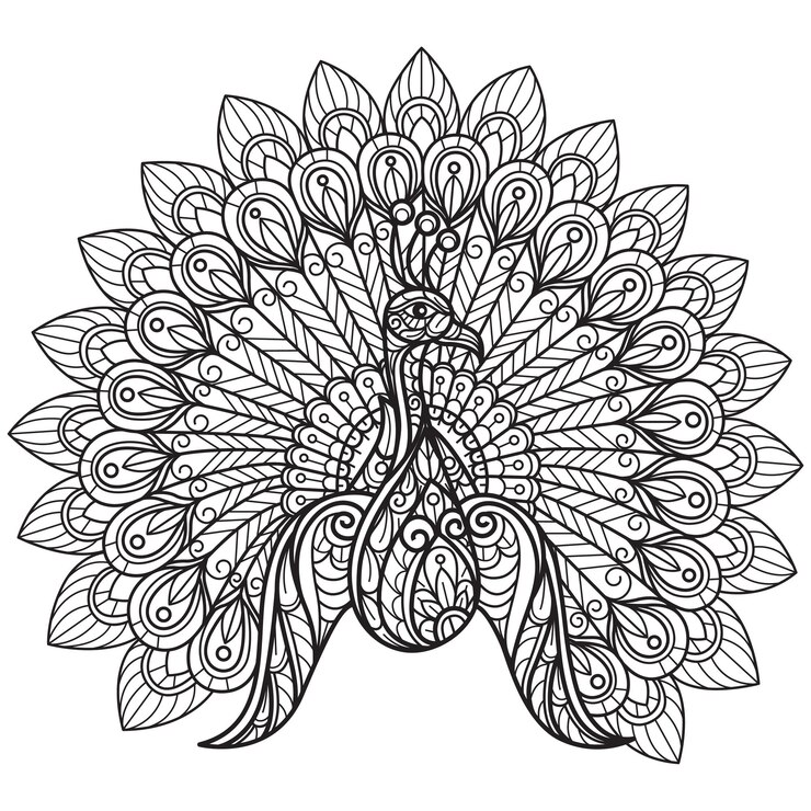 Vector schattige pauw hand getekend voor volwassen kleurboek