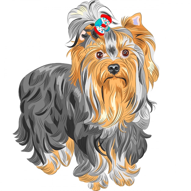 Schattige rashond yorkshire terrier