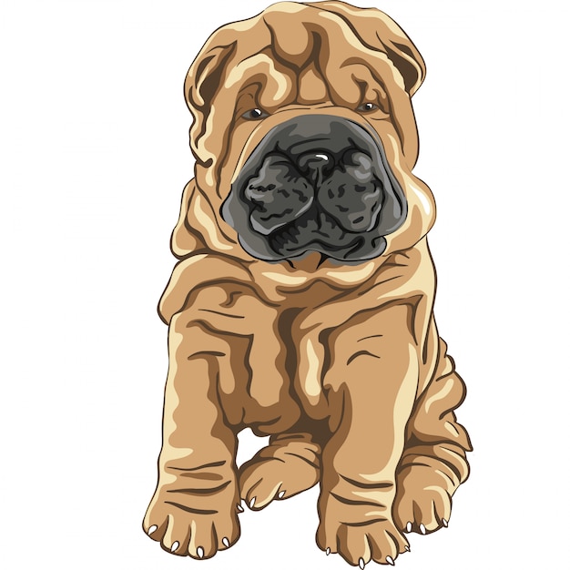 schattige rode Shar Pei hond puppy glimlacht