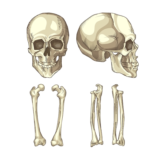 Vector schedel- en bottenverzameling