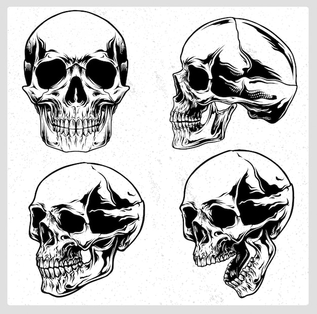 Schedel vector set