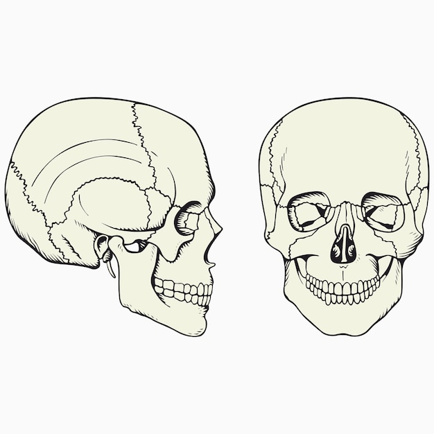 Vector schedel vector