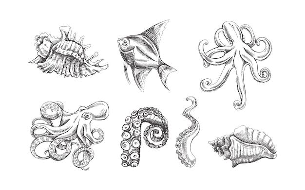 Schelpen octopus tropische vissen octopus tentakel vector set Hand getrokken schets illustratie Verzameling van realistische oceaan wezens geïsoleerd op een witte achtergrond