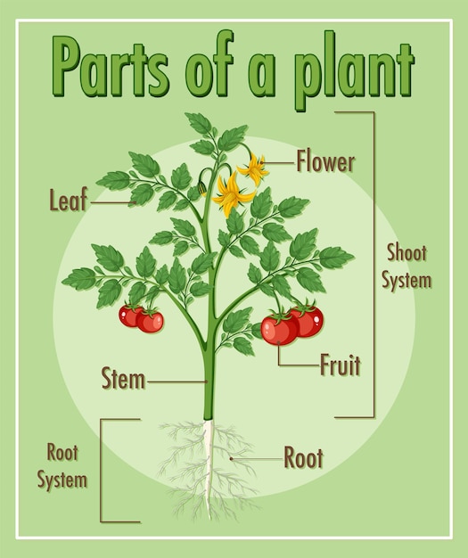 Schema met delen van een plant