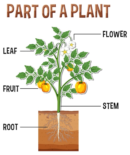 Schema met delen van een plant