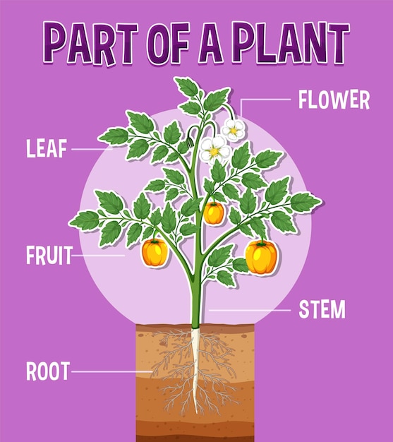 Vector schema met delen van een plant