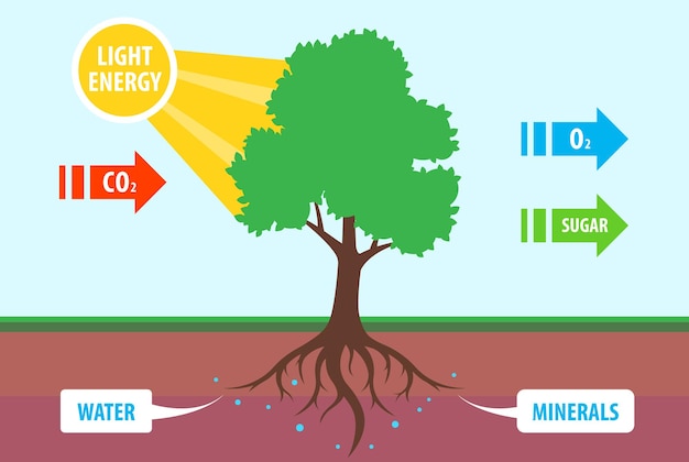 Scheme of photosynthesis of a tree. conversion of carbon dioxide to oxygen. Flat vector teaching illustration.