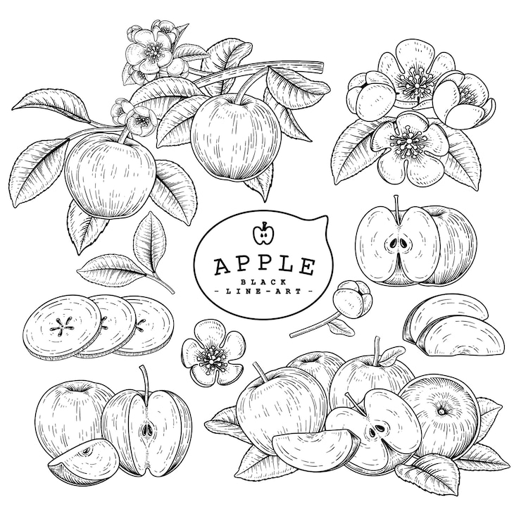 Vector schets apple decoratieve set. hand getekende botanische illustraties. zwart-wit met lijntekeningen geïsoleerd op een witte achtergrond. vruchten tekeningen. retro stijlelementen.