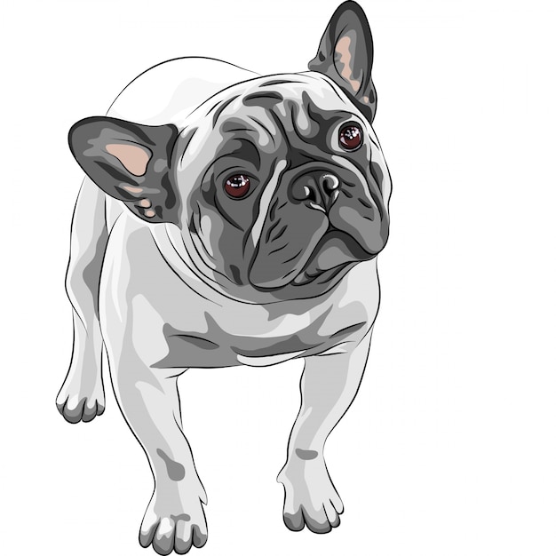 Schets binnenlandse Franse Bulldog hondenras