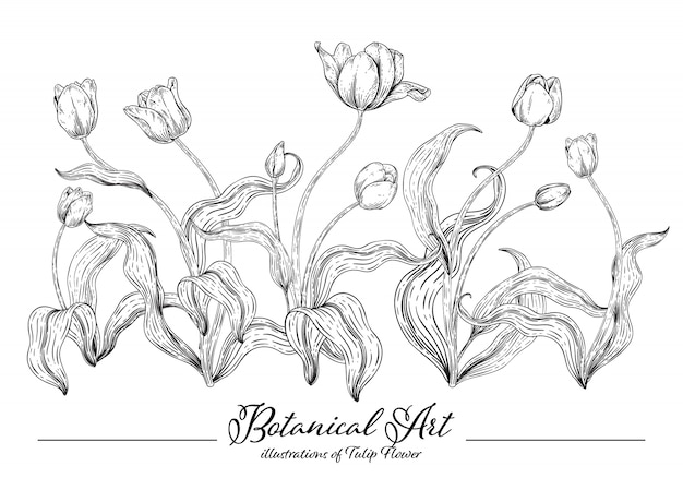 Schets Floral Botany-collectie, tulpenbloemtekeningen.