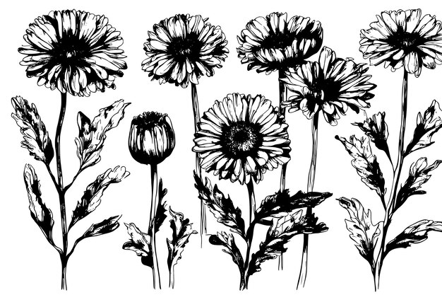 Schets Goudsbloem Calendula gedetailleerde tekening inkt zwart-wit tekenreeks schets vector vector