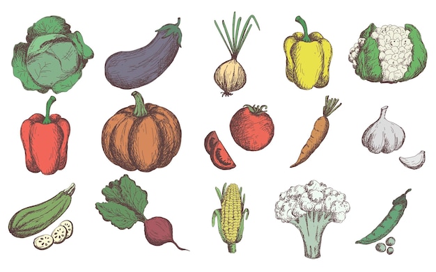 Schets groenten set. vintage hand getrokken tuin groente collectie. pompoen. tomaat, wortel, kool, courgette, paprika, bloemkool, bieten vector set.