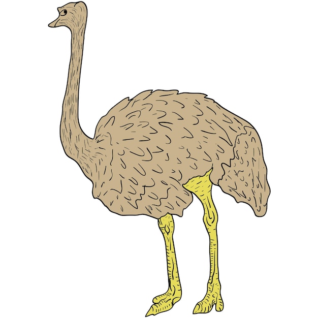 Vector schets grote struisvogel staande op een witte achtergrond vector illustratie