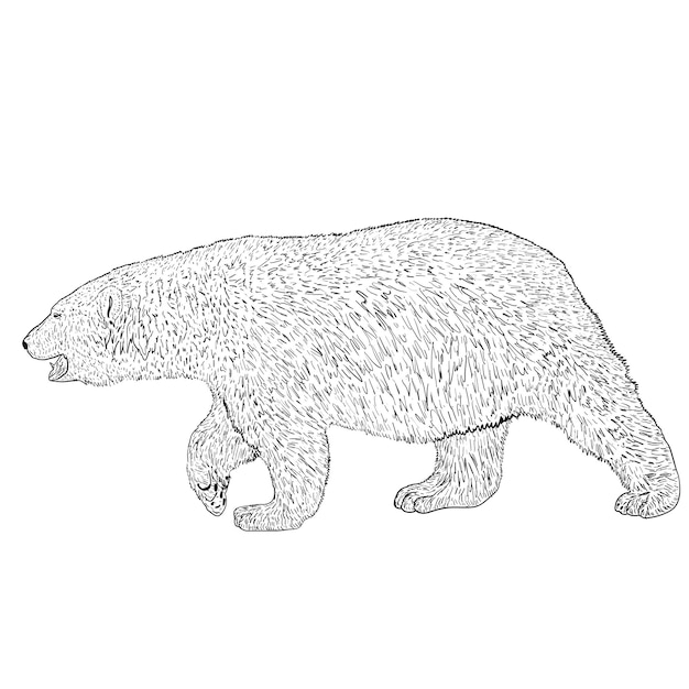 Schets ijsbeer op een witte achtergrond