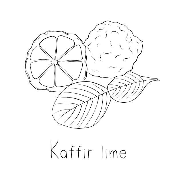 Schets kaffir lime eenvoudige vectorillustratie