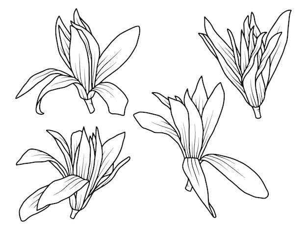 Schets lijntekeningen Chrysoliet bloem