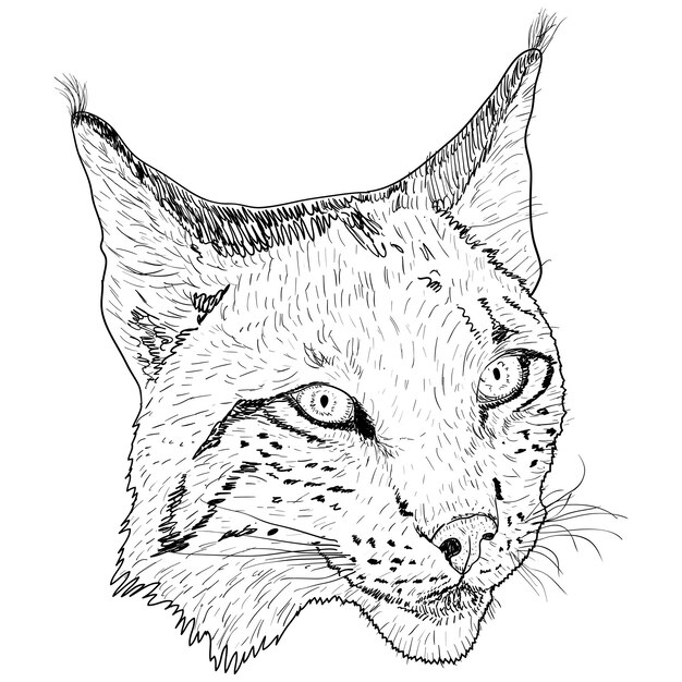 Schets silhouet schets lynx gezicht op witte achtergrond afbeelding