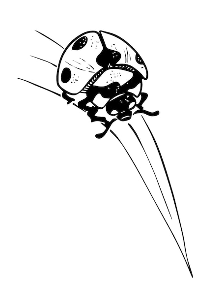 Schets stijl lieveheersbeestje kruipen op gras stro zwarte lineart geïsoleerd op een witte achtergrond