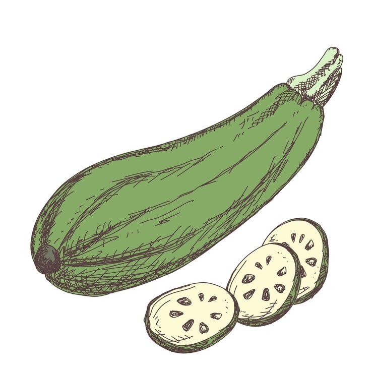 Schets van courgette contour tekening geïsoleerd op een witte achtergrond, voorraad vectorillustratie, voor ontwerp en decoratie, sticker, sjabloon, vintage, banner, groenten