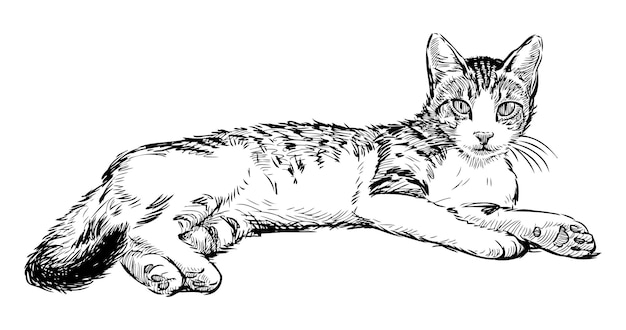 Schets van een schattige jonge huiselijke kat die ligt en zwart-wit met de hand tekent geïsoleerd op wit