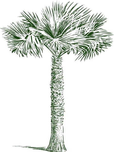 Vector schets van enkele tropische palmboom