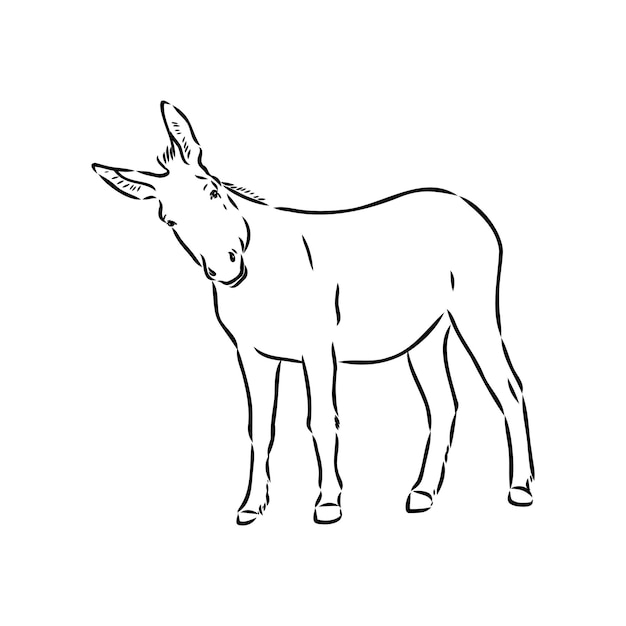 Vector schets van ezel hand getrokken illustratie ezel vector