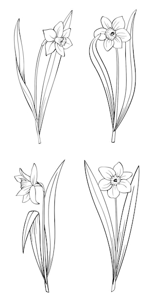 Schets van narcissusbloemen met stengel en bladeren