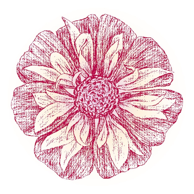 Vector schets van rode tuin bloemhoofd