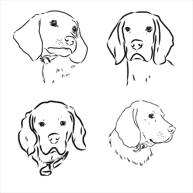 Schets van schattige Beagle Dog. Vector illustratie beagle hond vector schets