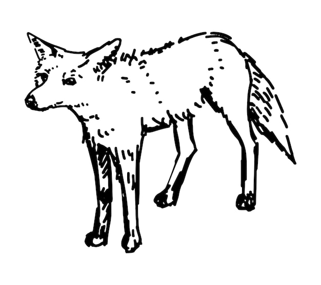 Schets van schattige vos Hand getrokken vectorillustratie Doodle van bos wild dier Single tekening geïsoleerd op wit Element voor ontwerp decor