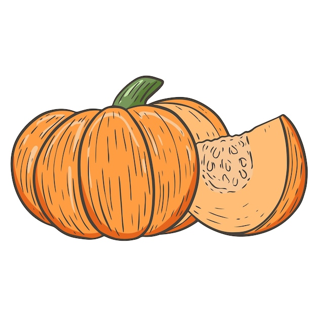 Schets verse oranje pompoen herfst oogst van groenten pompoen met afgesneden stuk thanksgiving