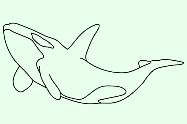 schets walvis lijntekeningen