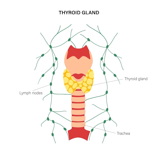Vector schildklier anatomie