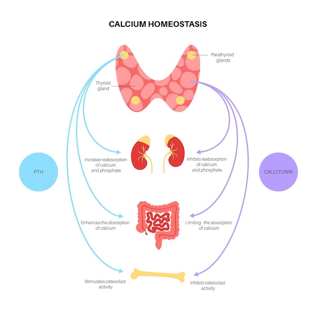 Schildklier en bijschildklier anatomische poster. PTH-productie. Endocrinologie kliniek concept