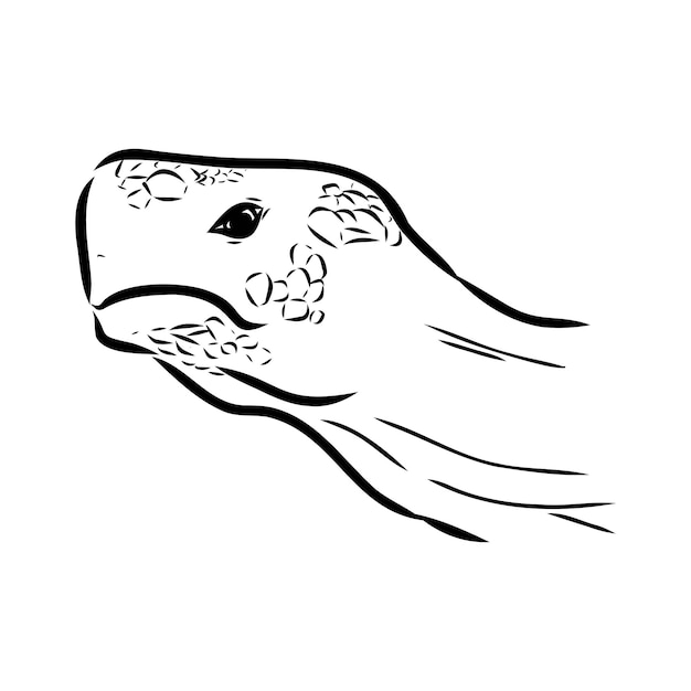 schildpad in contouren vector illustratie Aziatische land schildpad vector