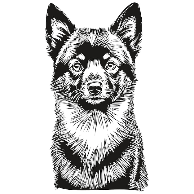 Vector schipperke dog portrait in vector animal hand drawing for tattoo or tshirt print illustration realistic breed pet