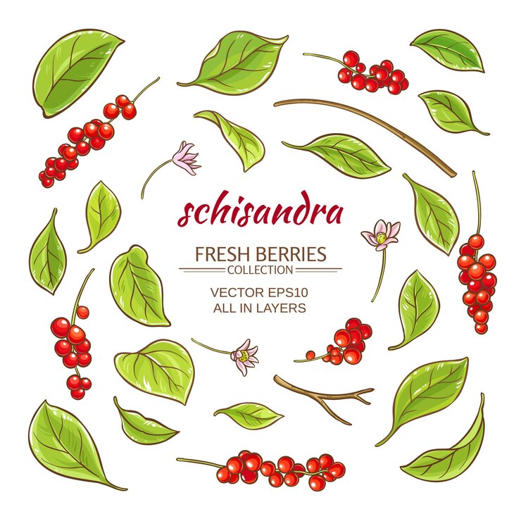 Vector schisandra elements vector set on white background