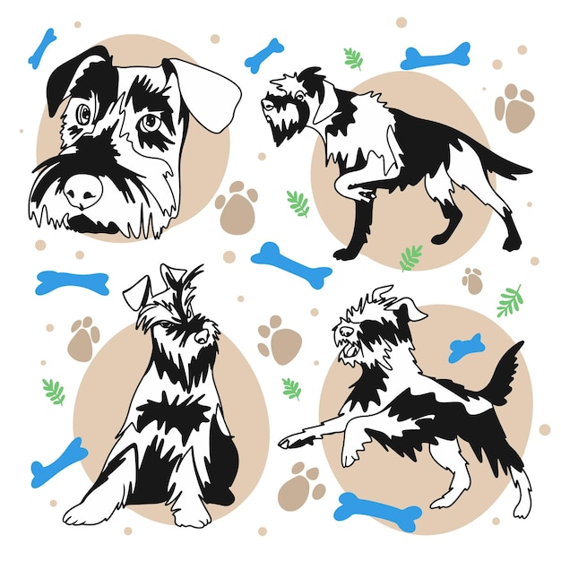 Vector schnauzer breed dog set funny puppies in different poses