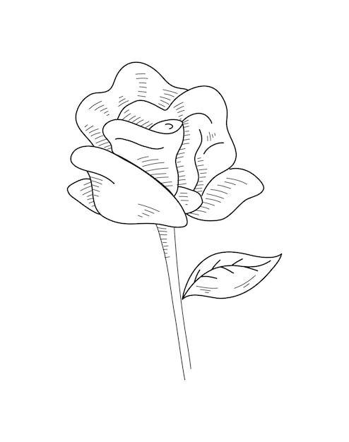Schoonheid bloem plant handgetekende lijn kunst vector