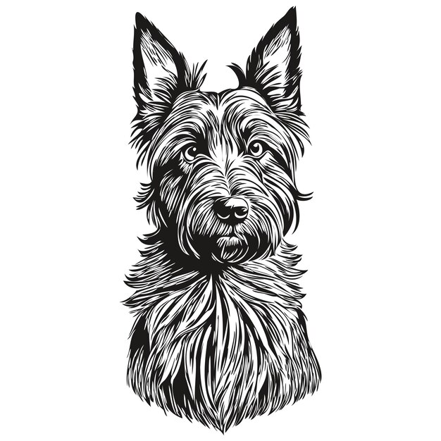 Vector schotse terriër hond lijn illustratie zwart-wit inkt schets gezicht portret in vector realistische ras huisdier