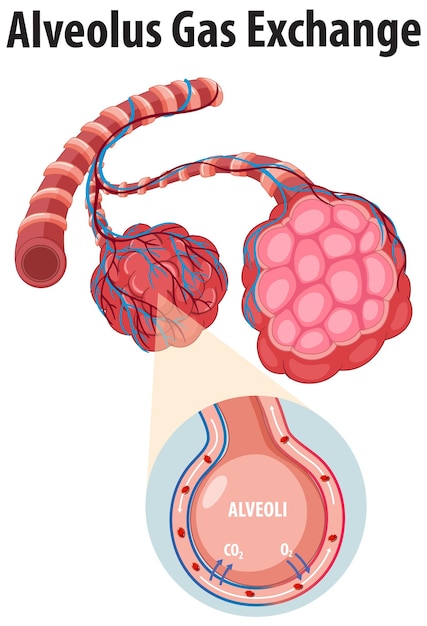 Vector science education human respiratory system anatomy and gas exchange