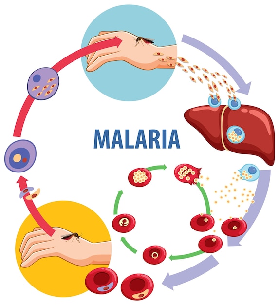 Vettore educazione scientifica il ciclo di trasmissione della malaria spiegato attraverso le illustrazioni