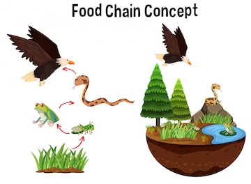 Science Food Chain Concept Biology Diagrams