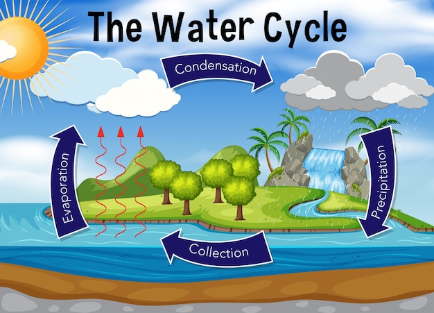 Vector science of water cycle