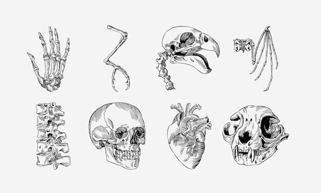 Vector scientific illustration set